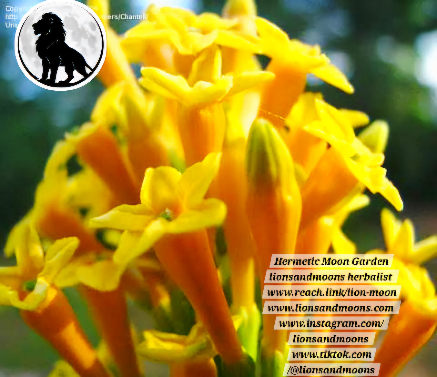 Night Blooming Jasmine Orange Flower Bloom