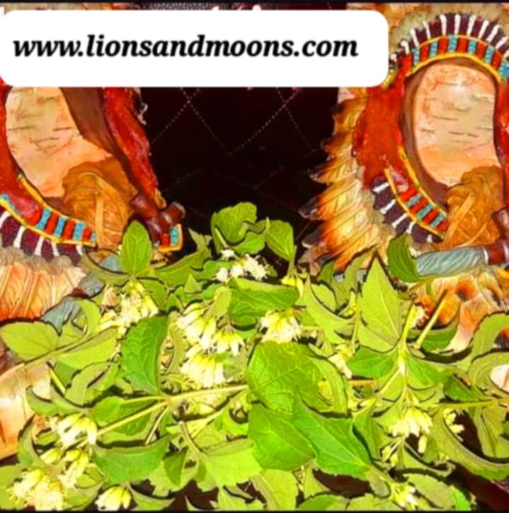 Calea zacatechichi Aztec Dream Herb Seeds Fresh Each Pod Is 10-15 seeds