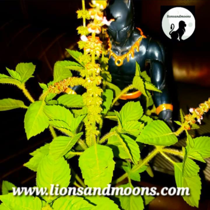 Holy Basil Roma Fresh Seed Pods  Each Seed Pod Contains 4-8 Seeds