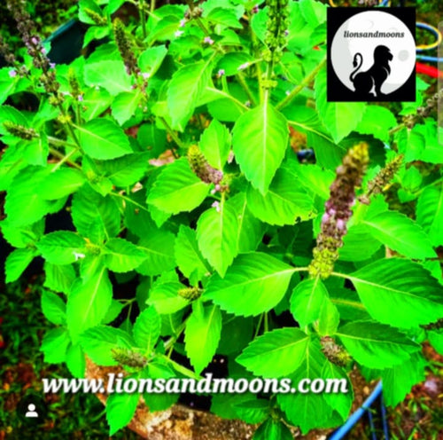 Holy Basil Roma Fresh Seed Pods  Each Seed Pod Contains 4-8 Seeds