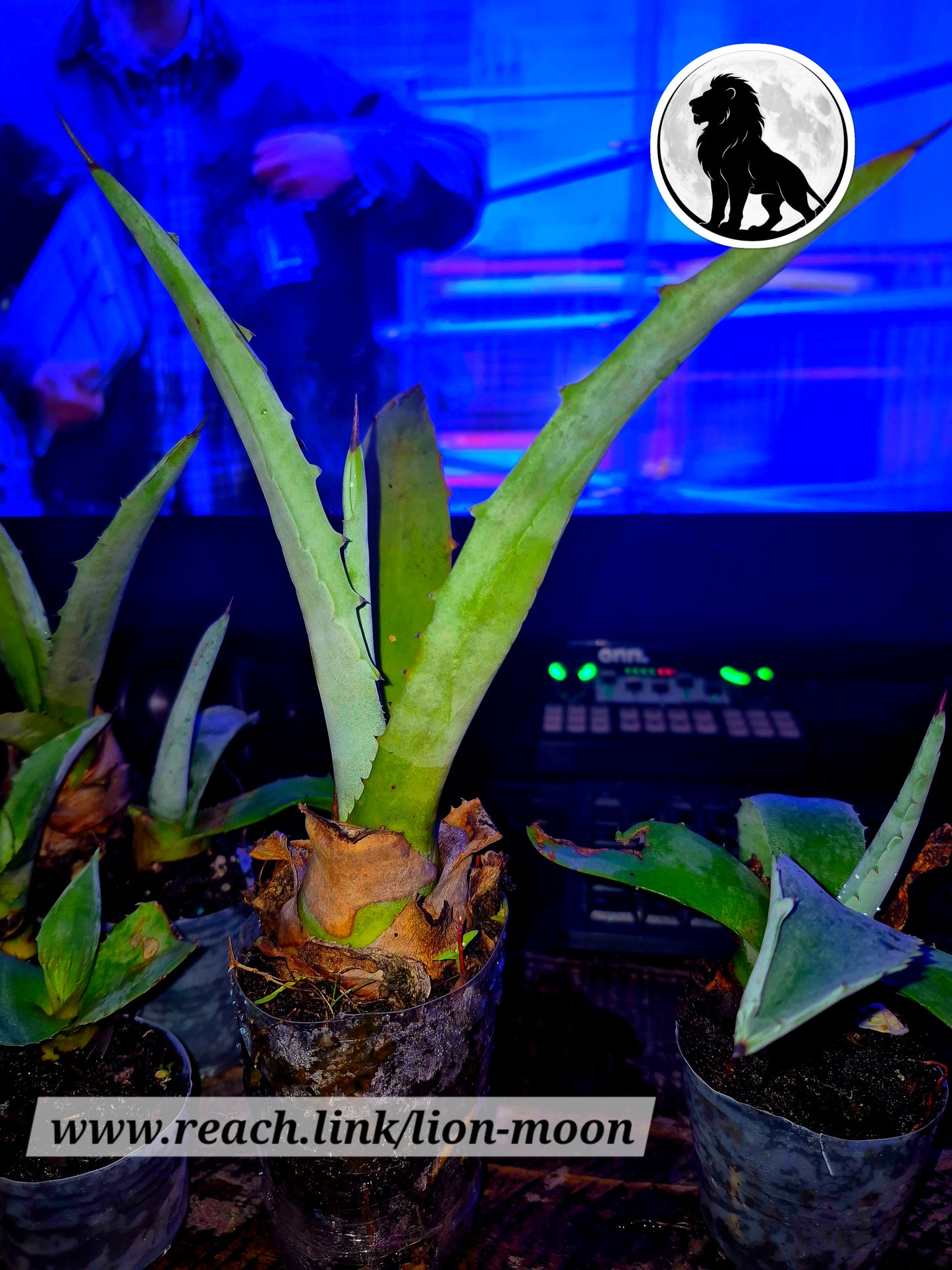 13" Sacred Agave Cactus – Rare Collector Plant – Free Shipping | Lions & Moons Hermetic Garden