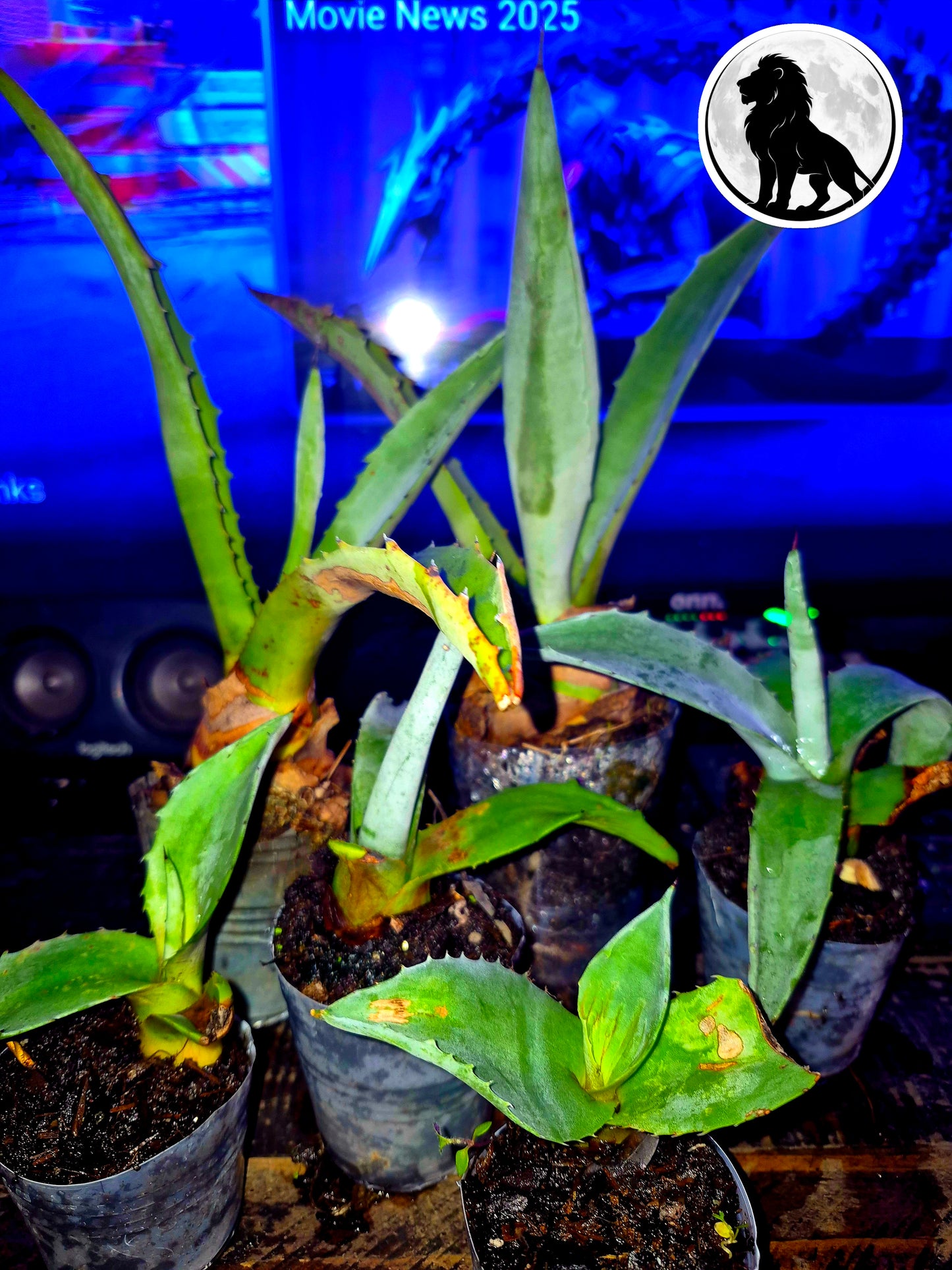 13" Sacred Agave Cactus – Rare Collector Plant – Free Shipping | Lions & Moons Hermetic Garden