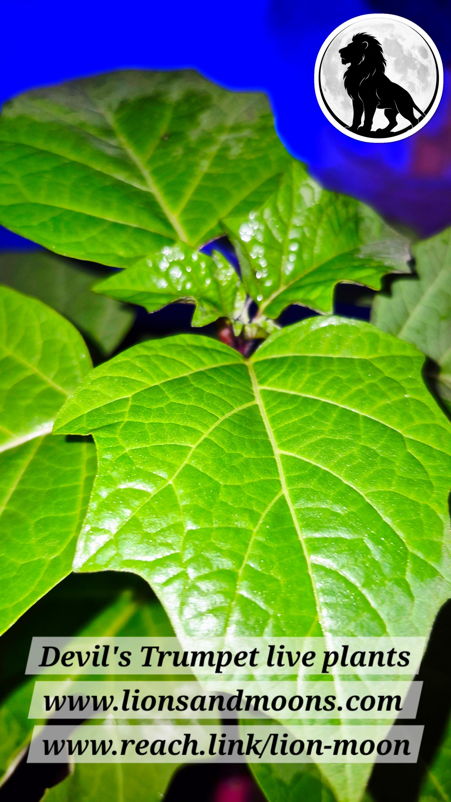 Devil's Trumpet 1 gal 20 inch live plant