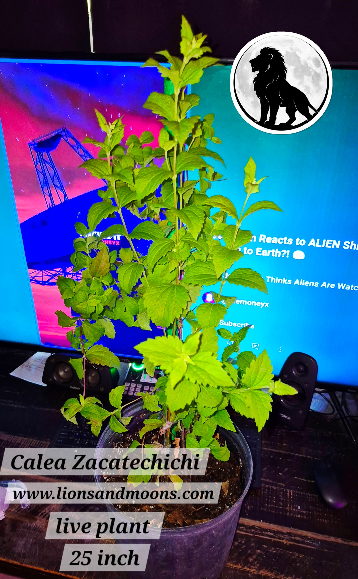 Calea Zacatechichi THE REAL Dream Herb Not ODORATA – Live Plant ~25 Inch