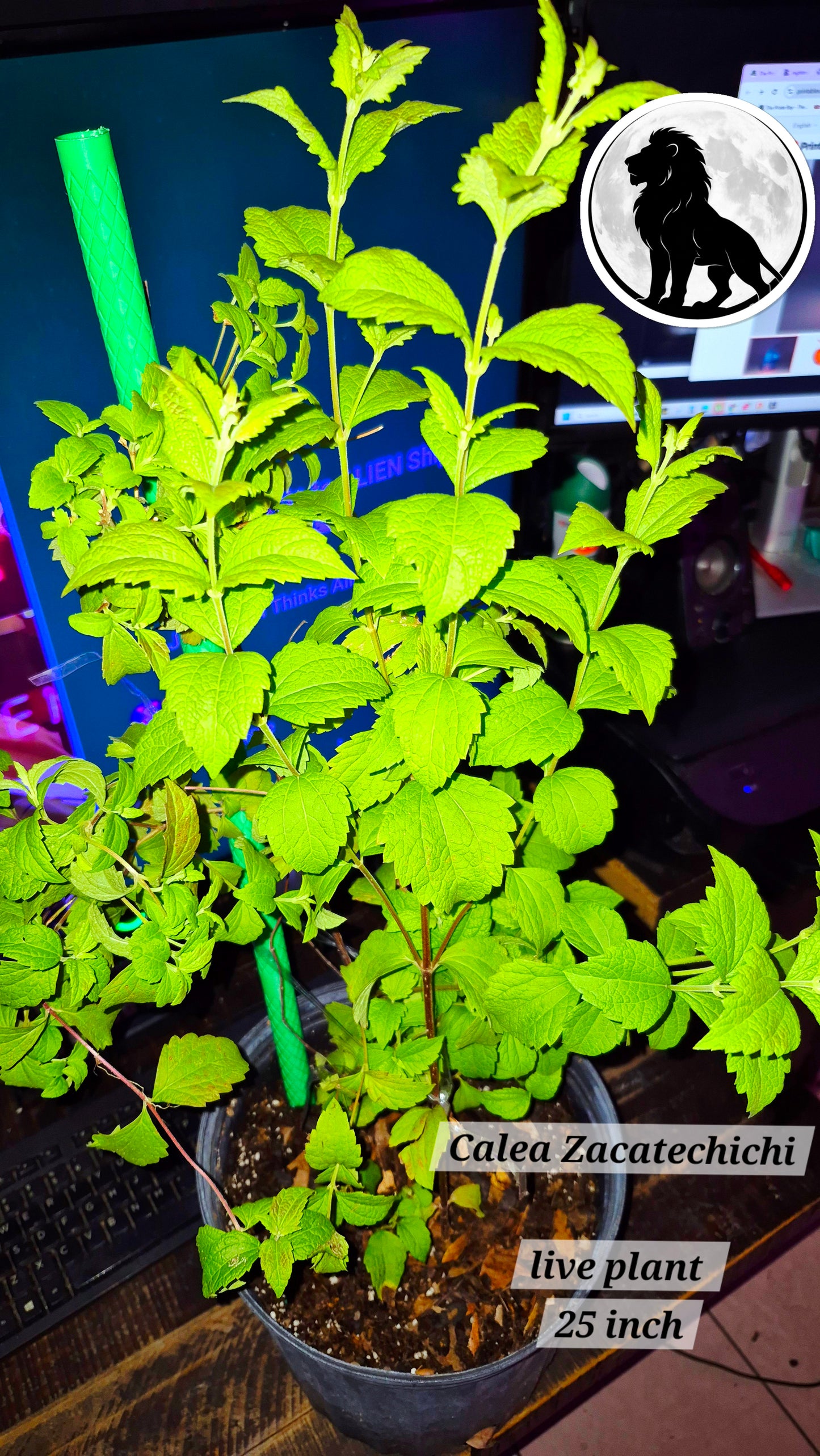 Calea Zacatechichi THE REAL Dream Herb Not ODORATA – Live Plant ~25 Inch