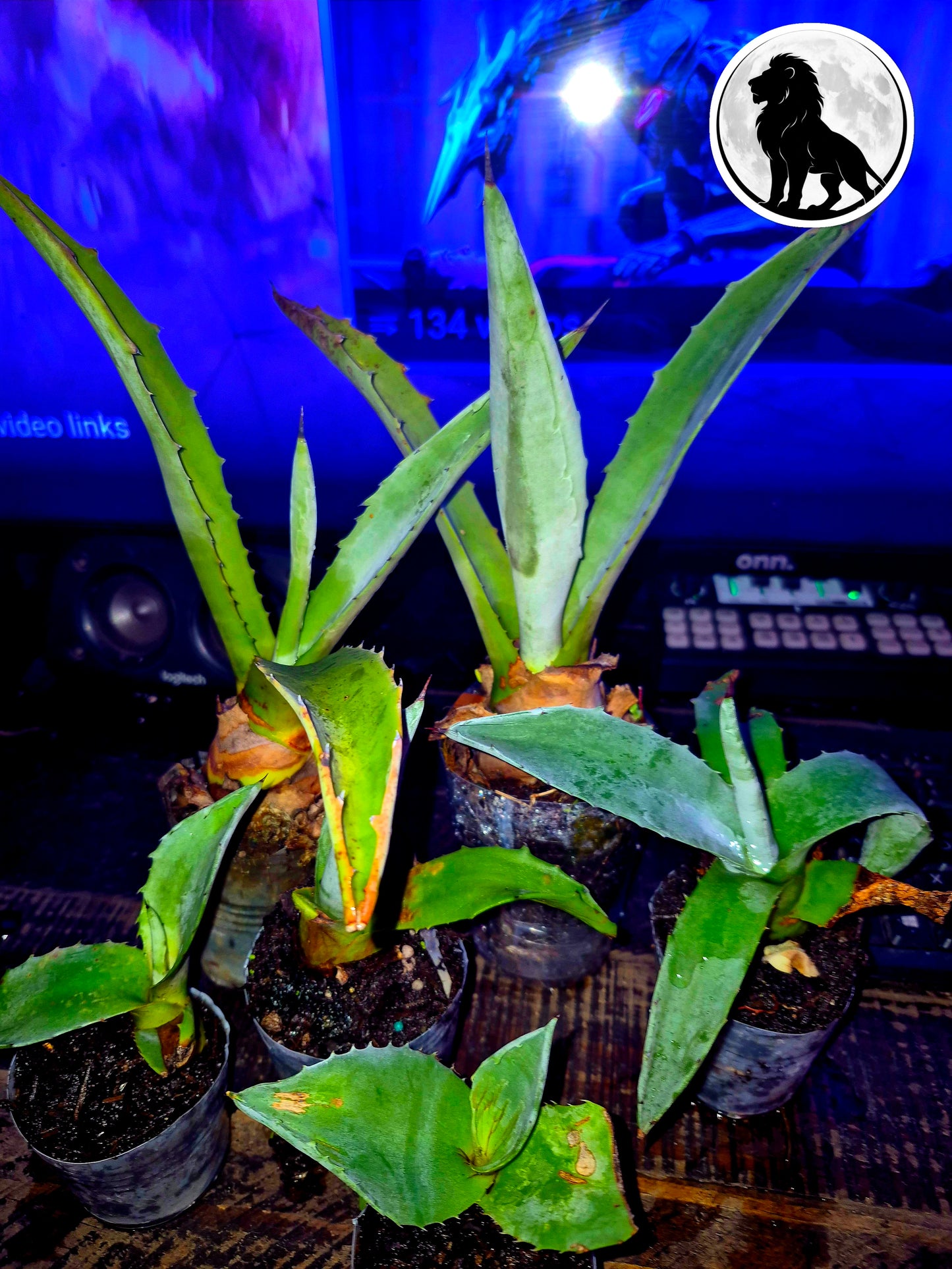 13" Sacred Agave Cactus – Rare Collector Plant – Free Shipping | Lions & Moons Hermetic Garden