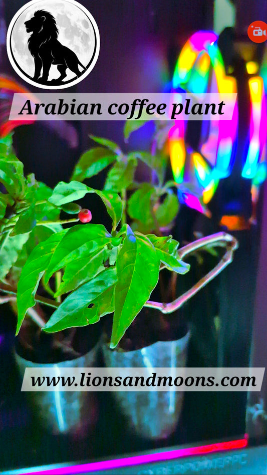 Arabian coffee plant 8 inch organic lionsandmoons free shipping plus gifts