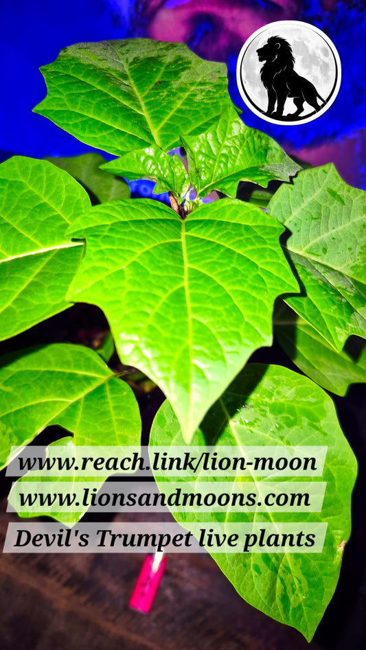 Devil's Trumpet 1 gal 20 inch live plant