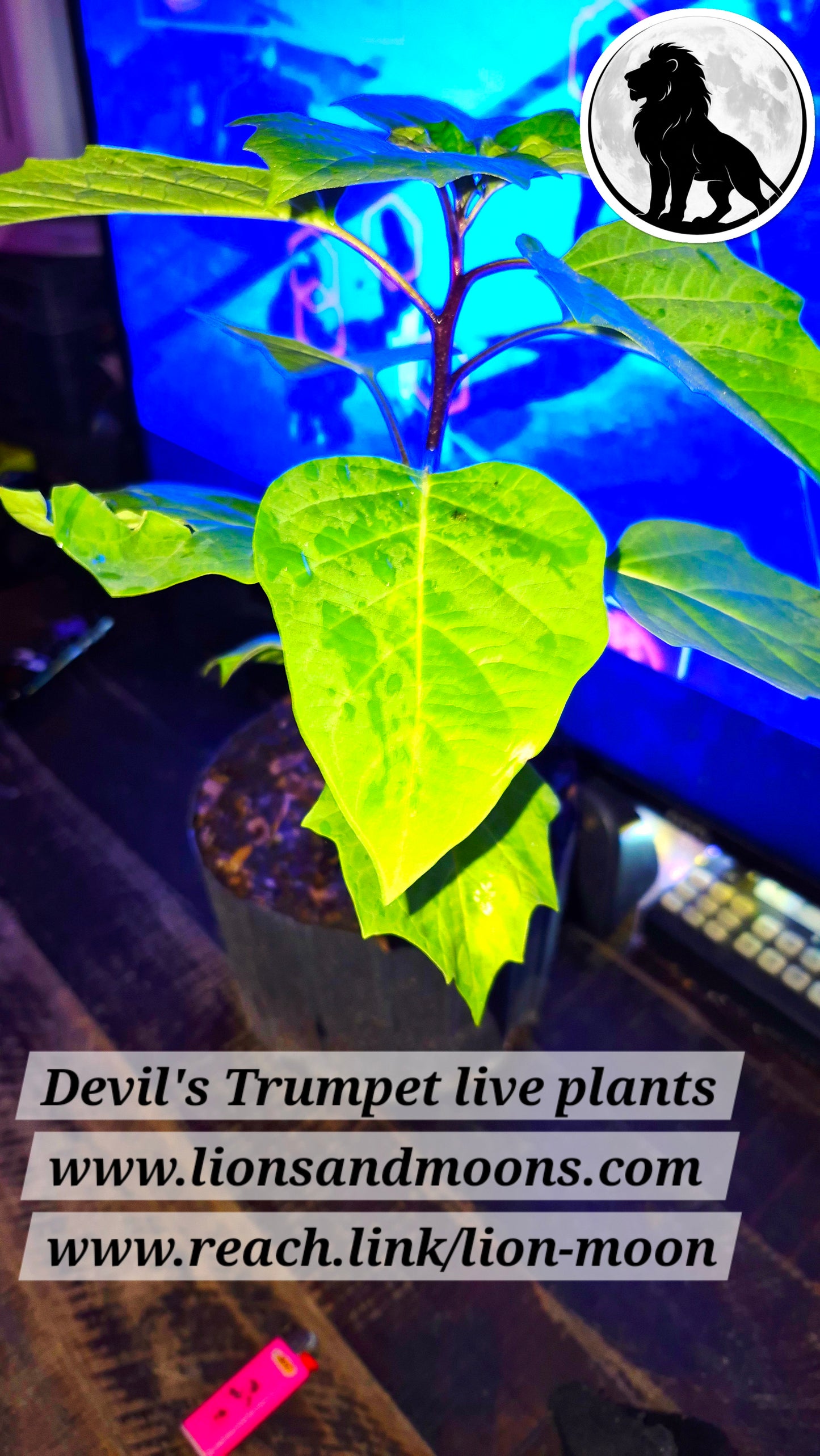Devil's Trumpet 1 gal 20 inch live plant