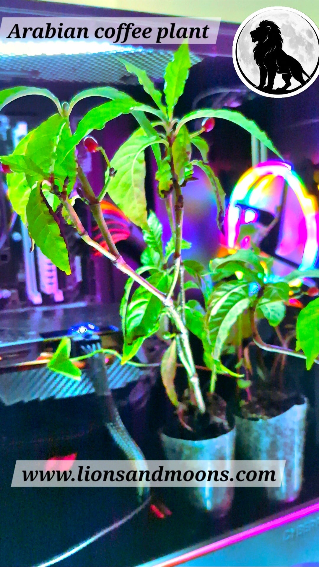 Arabian coffee plant 8 inch organic lionsandmoons free shipping plus gifts