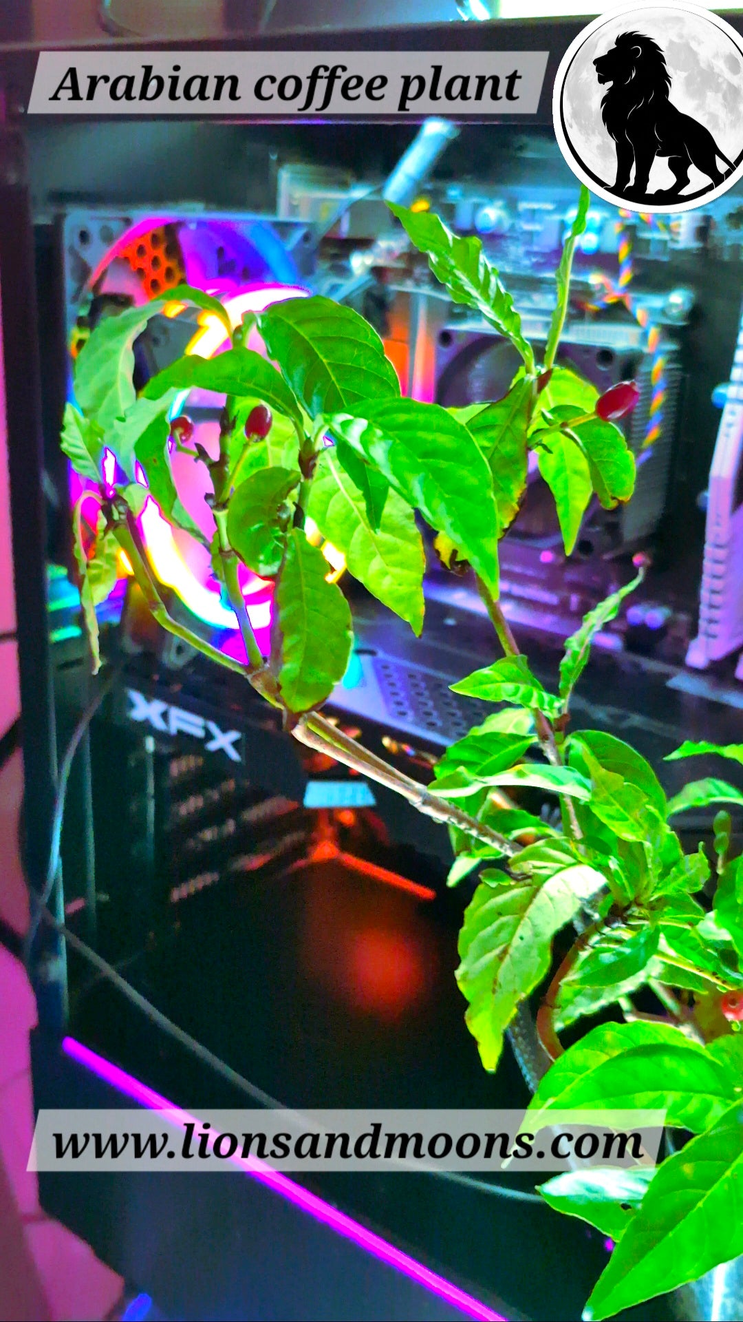 Arabian coffee plant 8 inch organic lionsandmoons free shipping plus gifts