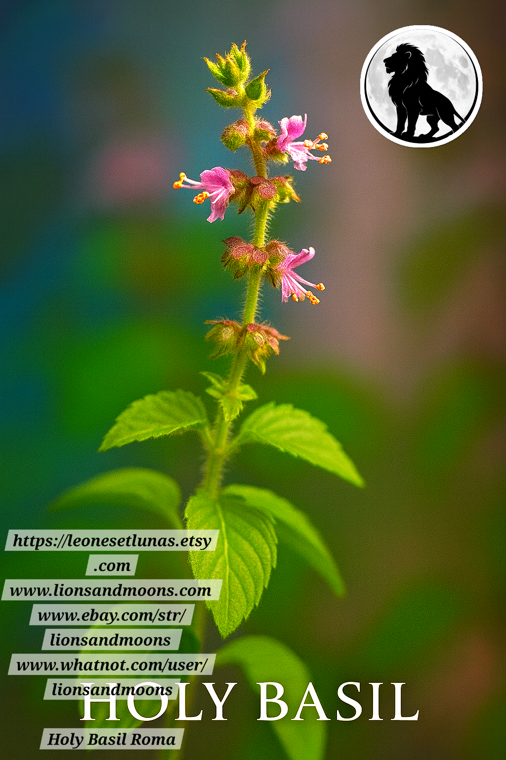 Holy Basil (Tulsi) – Live Plant | Approx. 25 Inches Tall 1 gallon