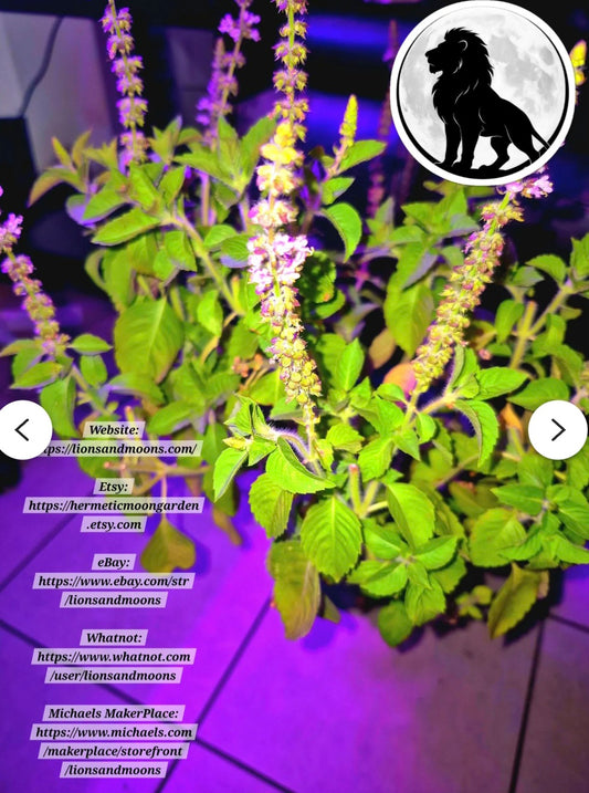 Holy Basil (Tulsi) – Live Plant | Approx. 25 Inches Tall 1 gallon