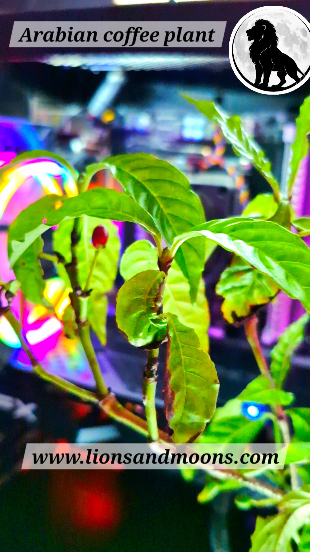 Arabian coffee plant 8 inch organic lionsandmoons free shipping plus gifts