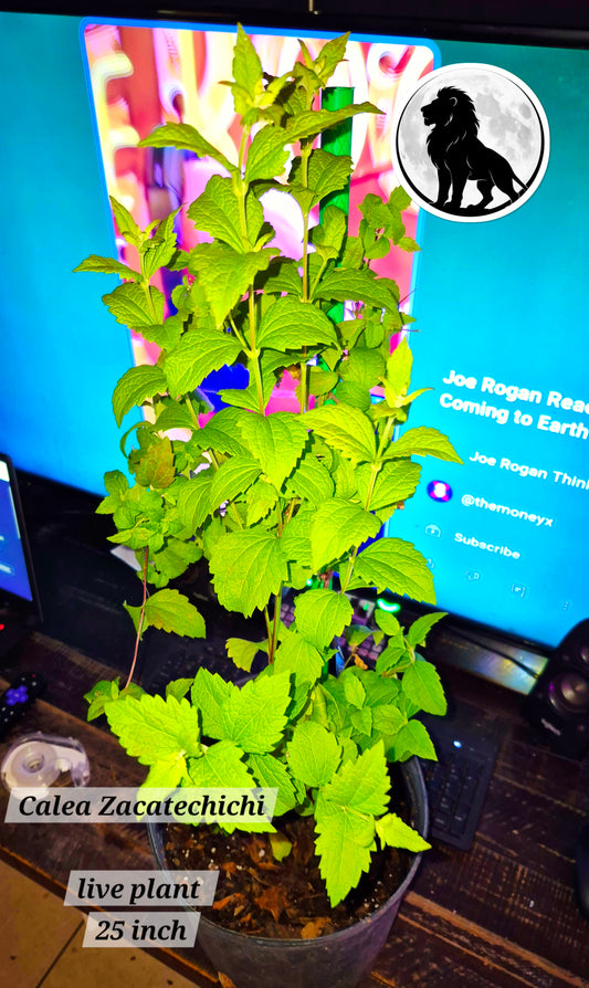 Calea Zacatechichi THE REAL Dream Herb Not ODORATA – Live Plant ~25 Inch