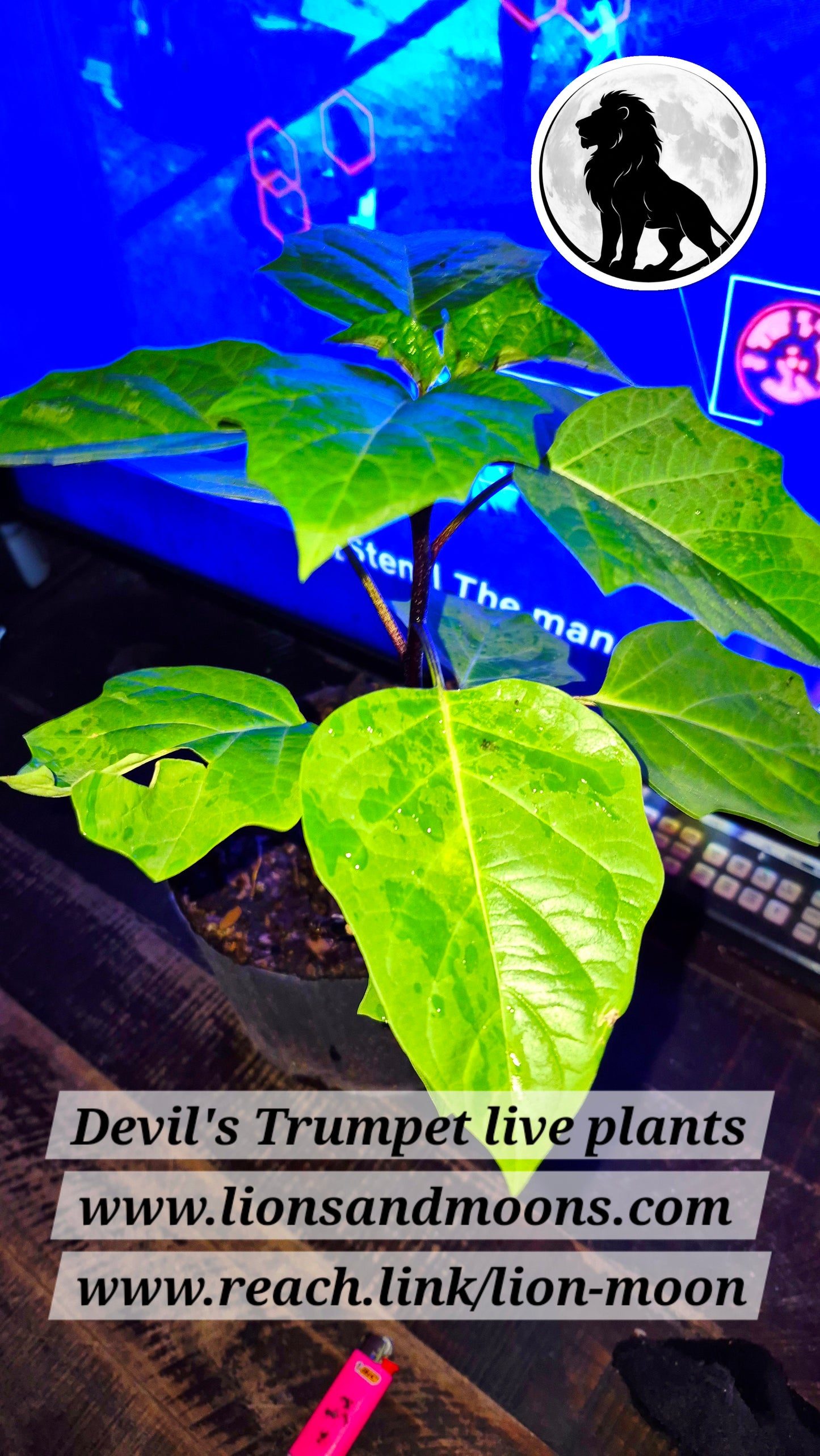 Devil's Trumpet 1 gal 20 inch live plant