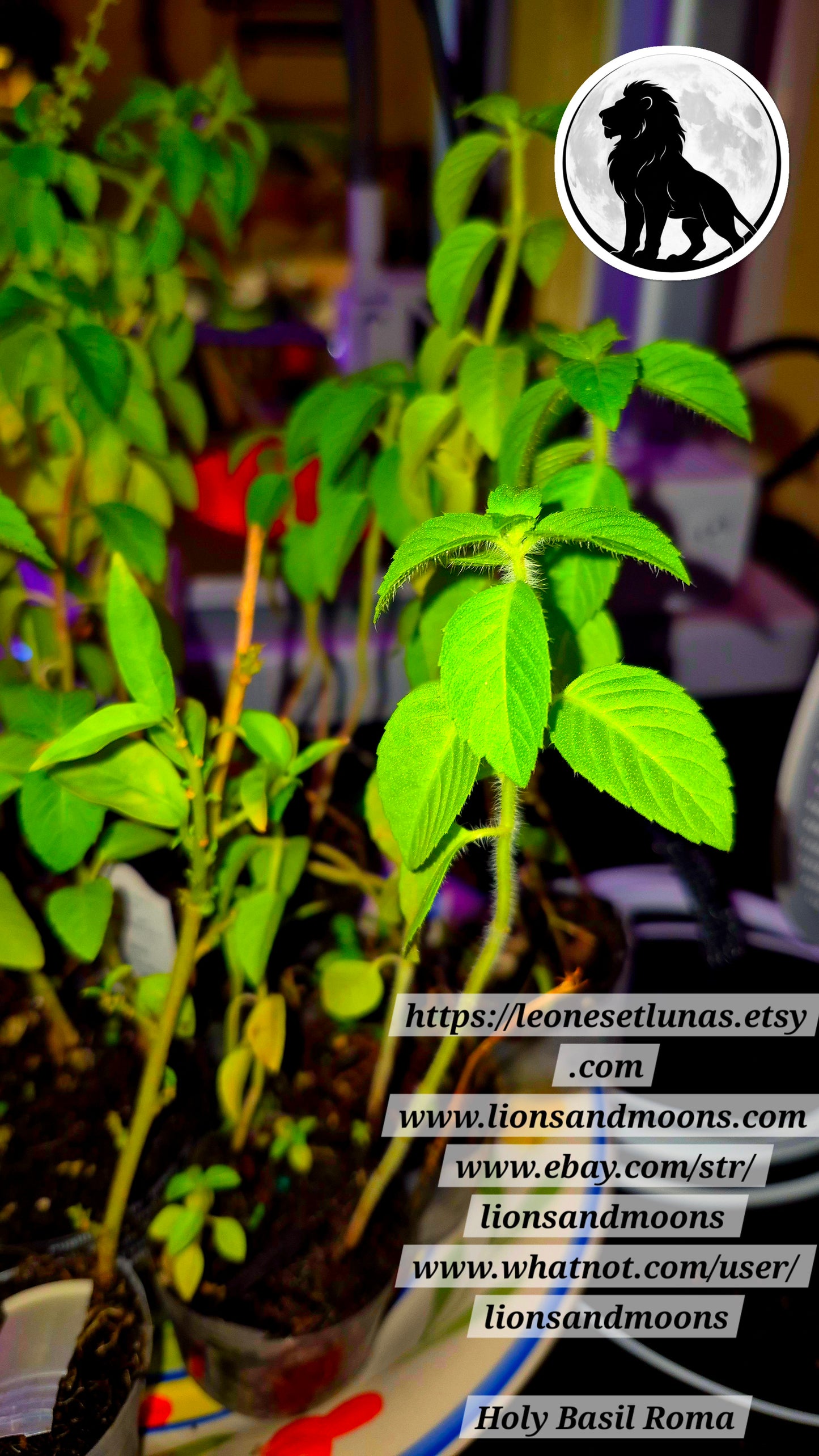 Holy Basil (Tulsi) – Live Plant | Approx. 25 Inches Tall 1 gallon