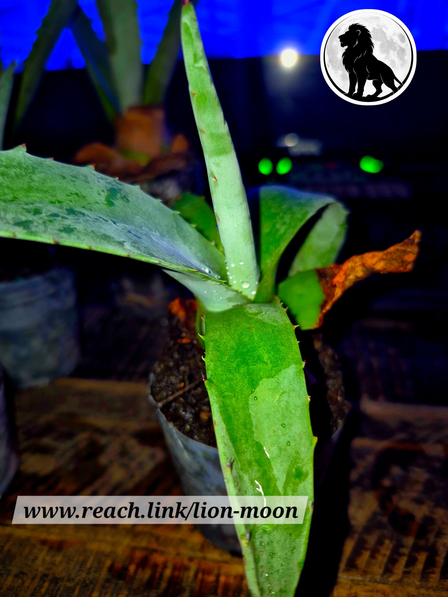 13" Sacred Agave Cactus – Rare Collector Plant – Free Shipping | Lions & Moons Hermetic Garden