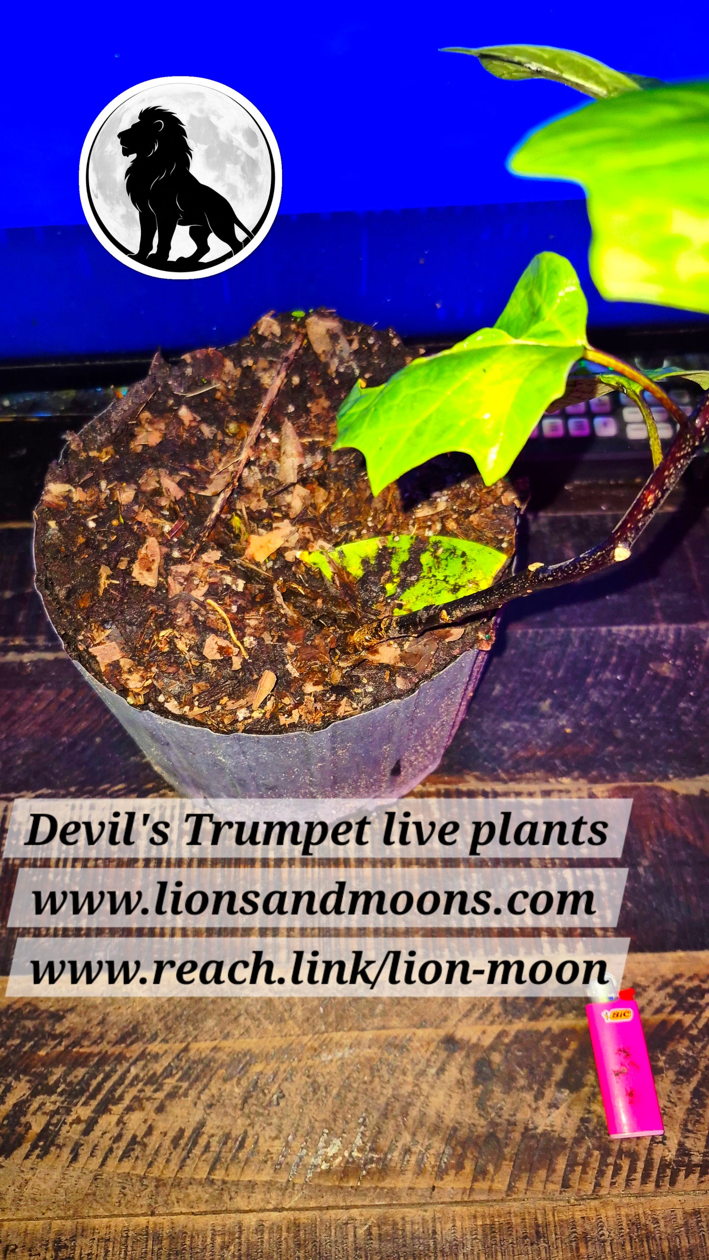 Devil's Trumpet 1 gal 20 inch live plant