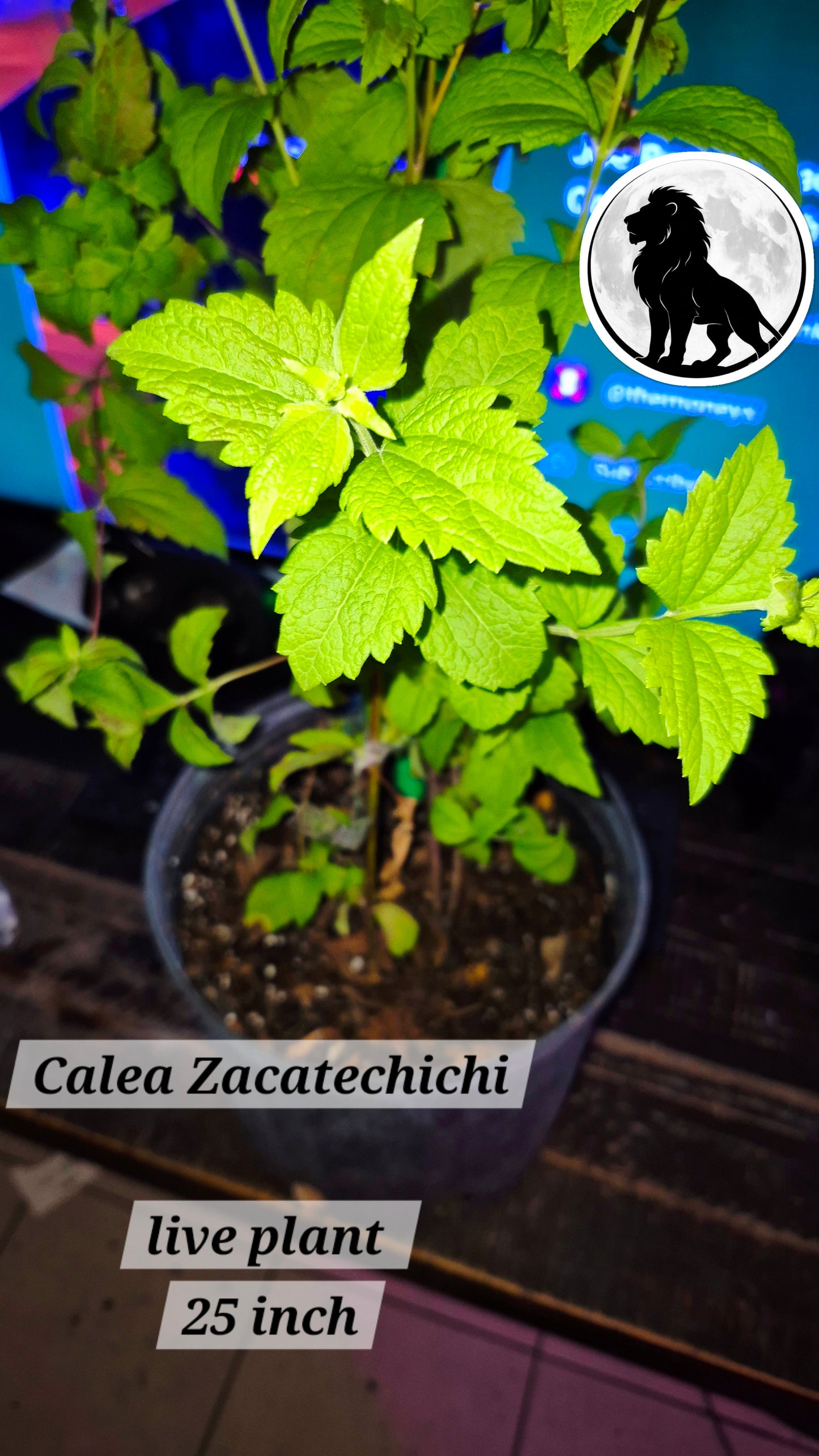 Calea Zacatechichi THE REAL Dream Herb Not ODORATA – Live Plant ~25 Inch