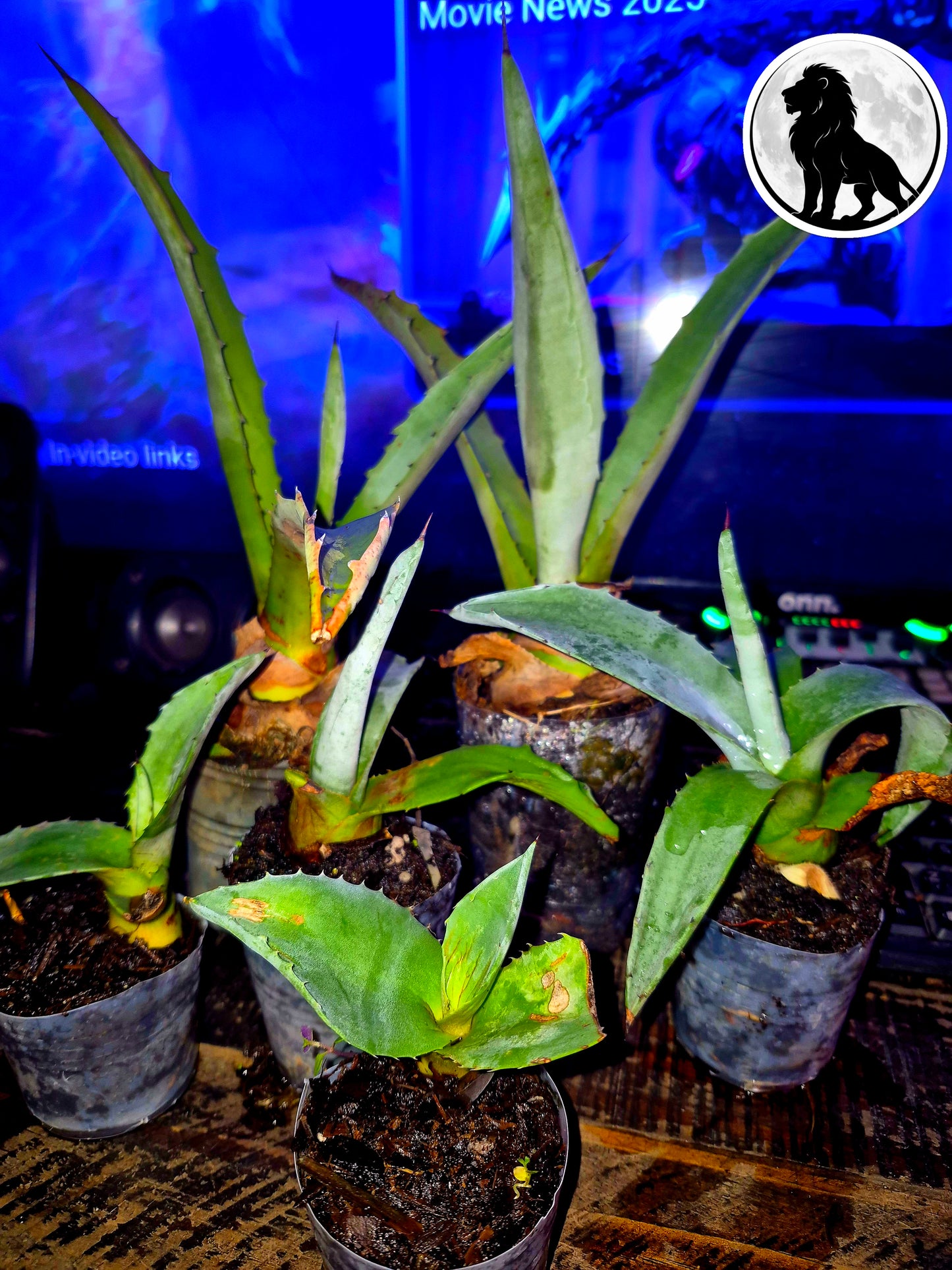 13" Sacred Agave Cactus – Rare Collector Plant – Free Shipping | Lions & Moons Hermetic Garden