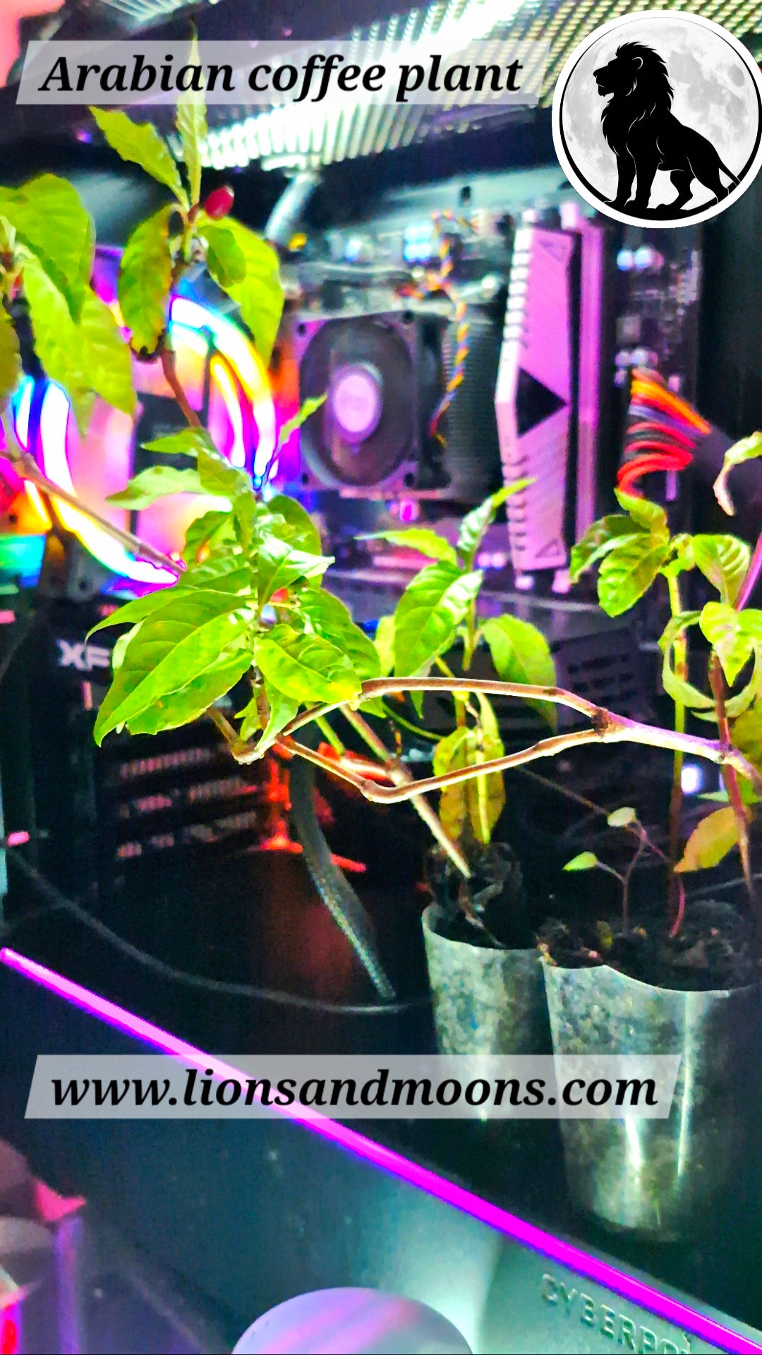 Arabian coffee plant 8 inch organic lionsandmoons free shipping plus gifts