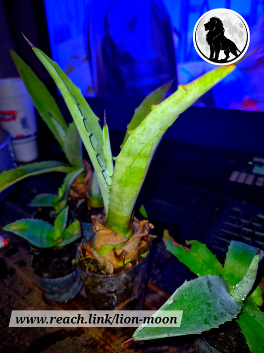 (Copy) 8" Sacred Agave Cactus – Rare Collector Plant – Free Shipping | Lions & Moons Hermetic Garden