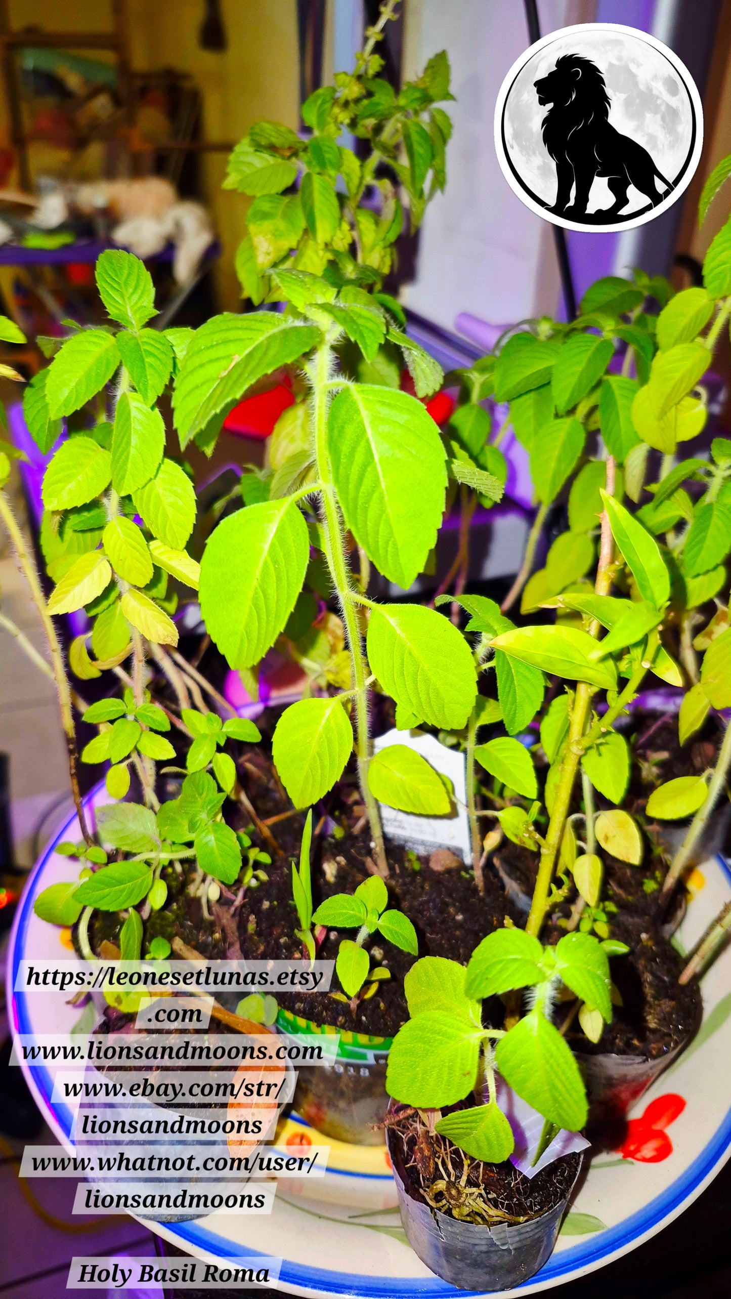 Holy Basil (Tulsi) – Live Plant | Approx. 25 Inches Tall 1 gallon