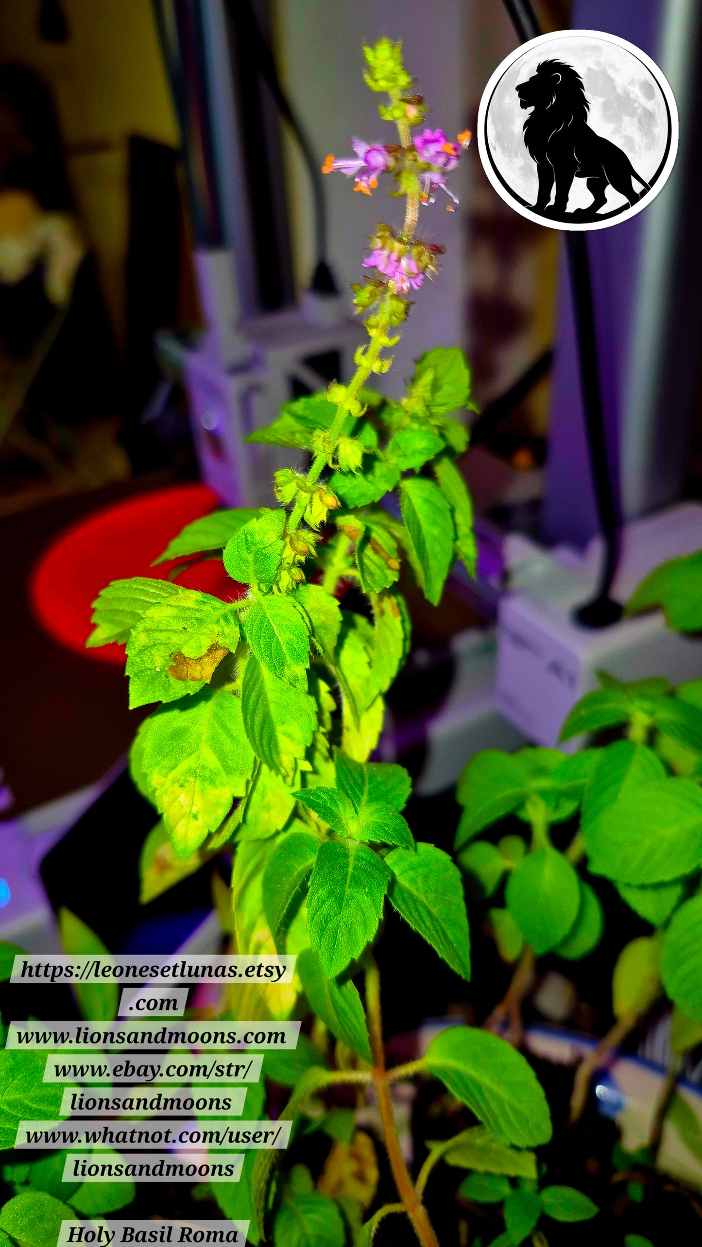 Holy Basil (Tulsi) – Live Plant | Approx. 25 Inches Tall 1 gallon