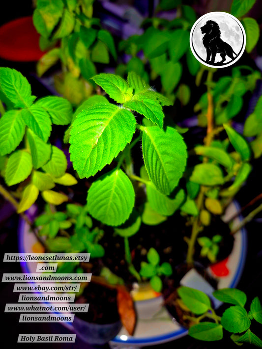 Holy Basil (Tulsi) – Live Plant | Approx. 12 Inches Tall | Grown with Love ✨
