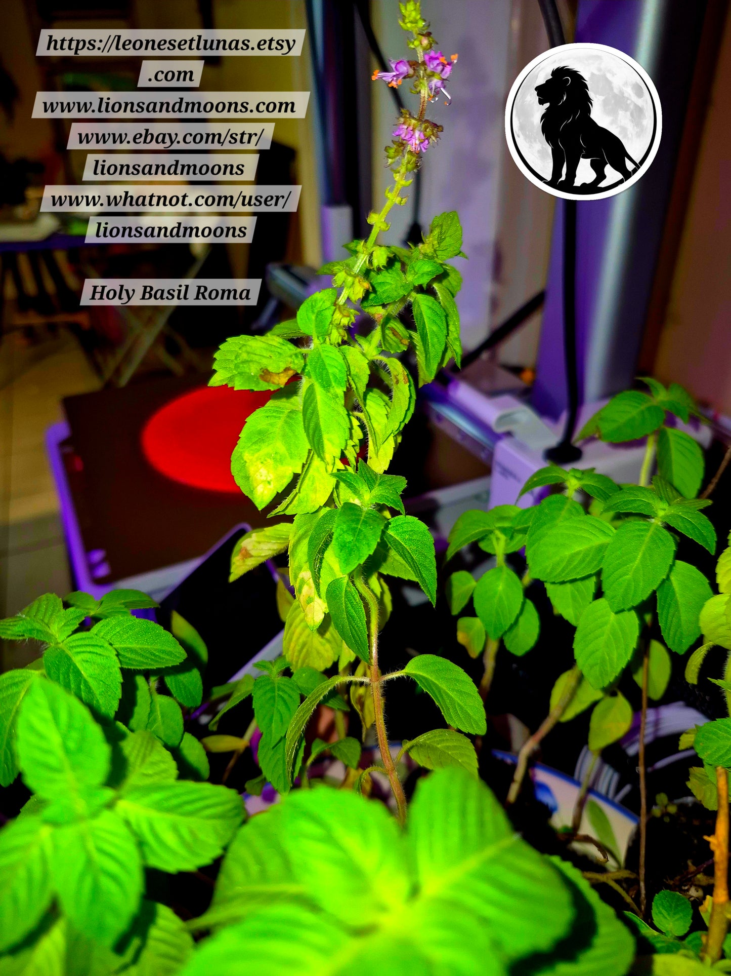 Holy Basil (Tulsi) – Live Plant | Approx. 25 Inches Tall 1 gallon