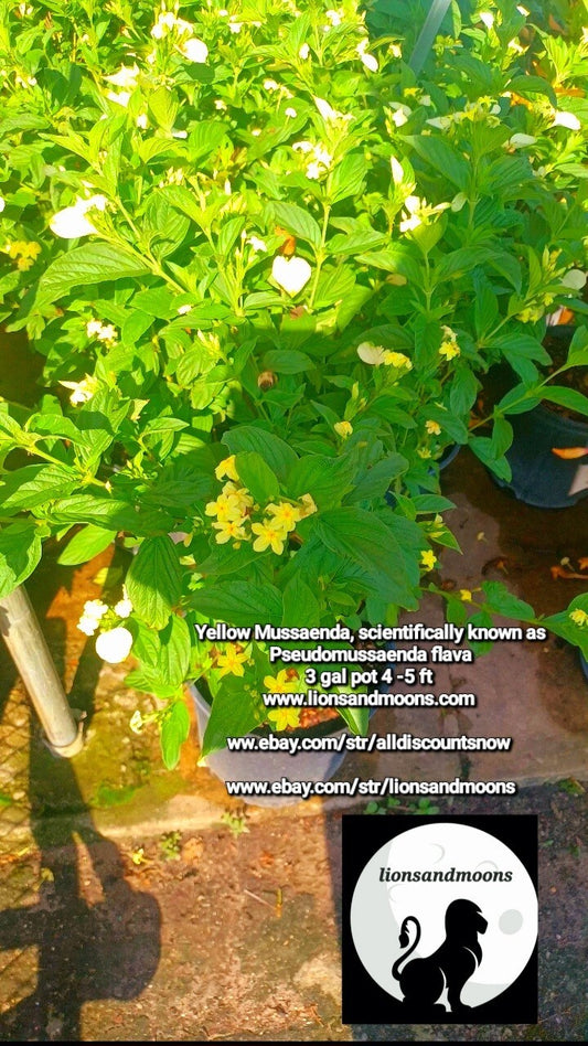Yellow Mussaenda, scientifically Pseudomussaenda 3 gal pot 4-5 ft sacred